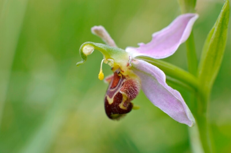 Bee orchid wales Kenfig